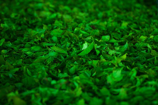 herbal tea with ginkgo leaves